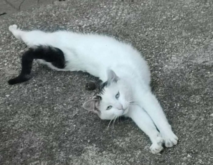 Gemini cerca casa🐱🏡