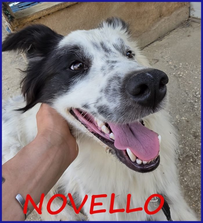 NOVELLO CUCCIOLONE 1 ANNO SIMIL BORDER, UNA MERAVIGLIA IN CERCA D'AMORE!