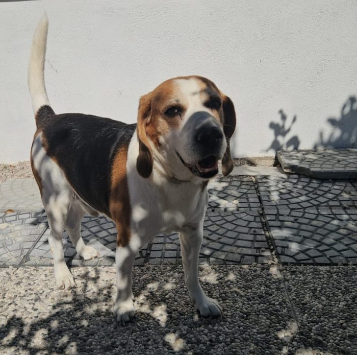 Borgo: nonnino beagle dolce e socievole
