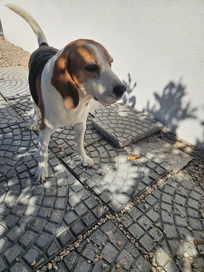 Borgo: nonnino beagle dolce e socievole