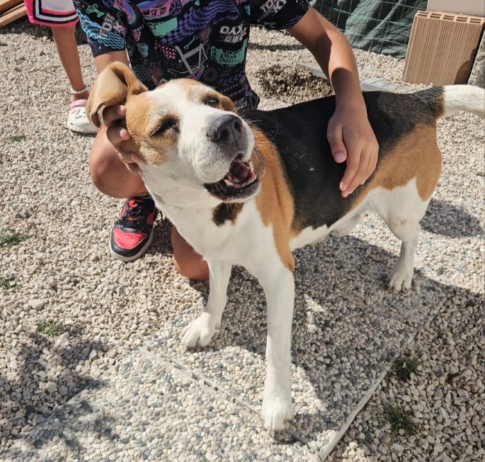 Borgo: nonnino beagle dolce e socievole