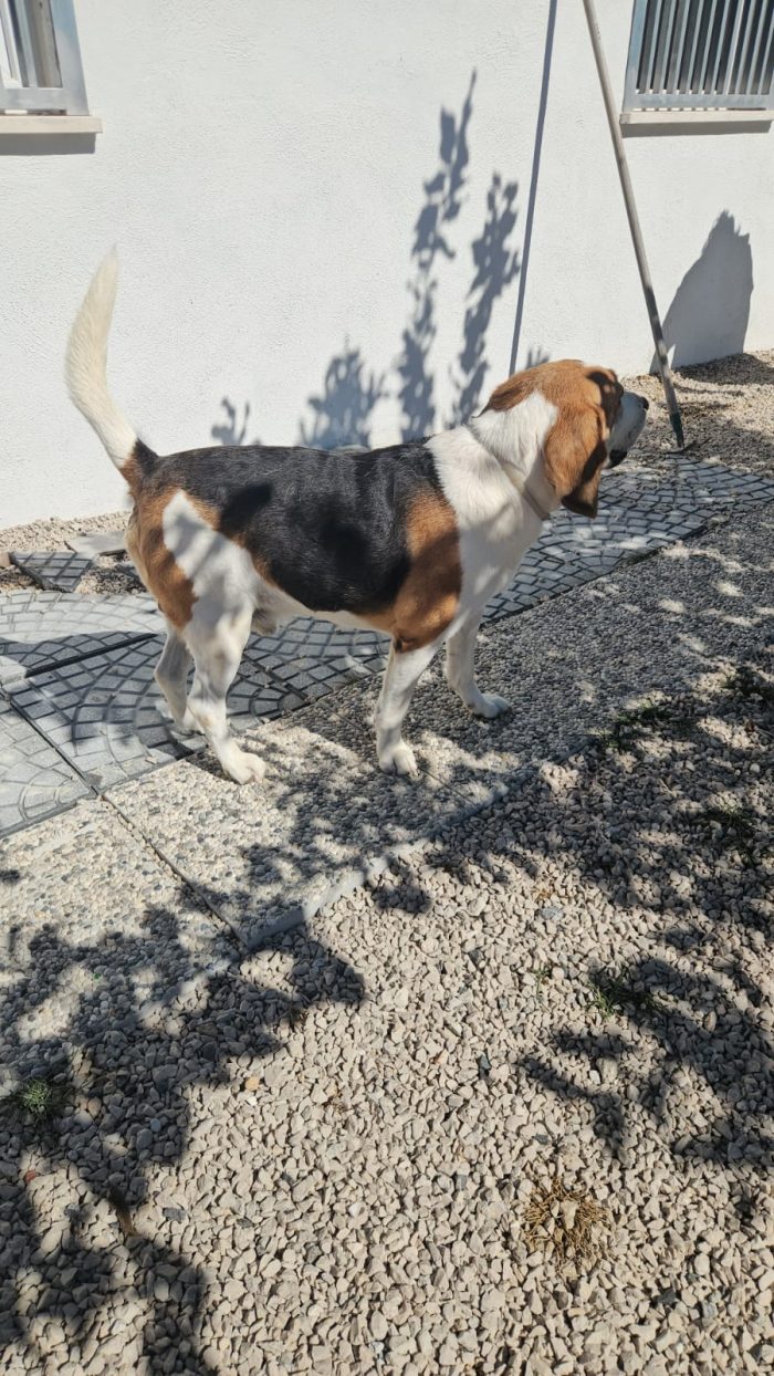 Borgo: nonnino beagle dolce e socievole - media 4