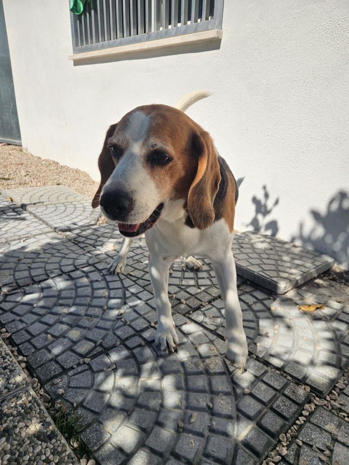 Borgo: nonnino beagle dolce e socievole - media 6