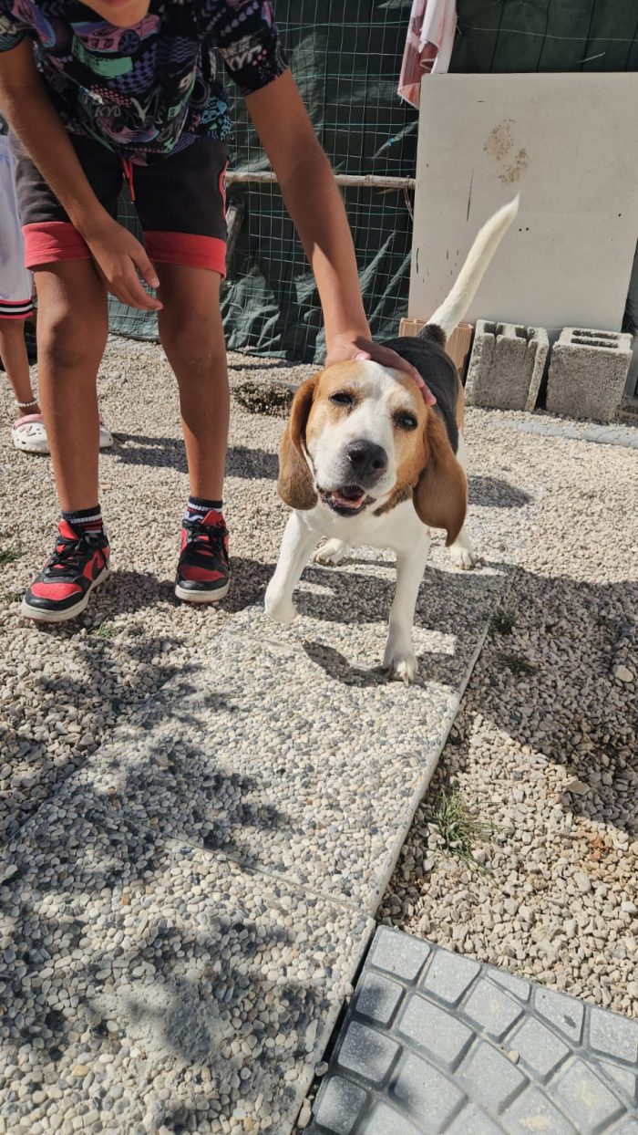 Borgo: nonnino beagle dolce e socievole - media 8