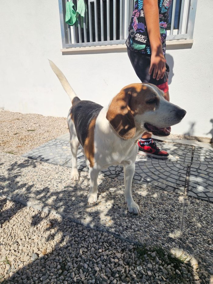 Borgo: nonnino beagle dolce e socievole - media 7