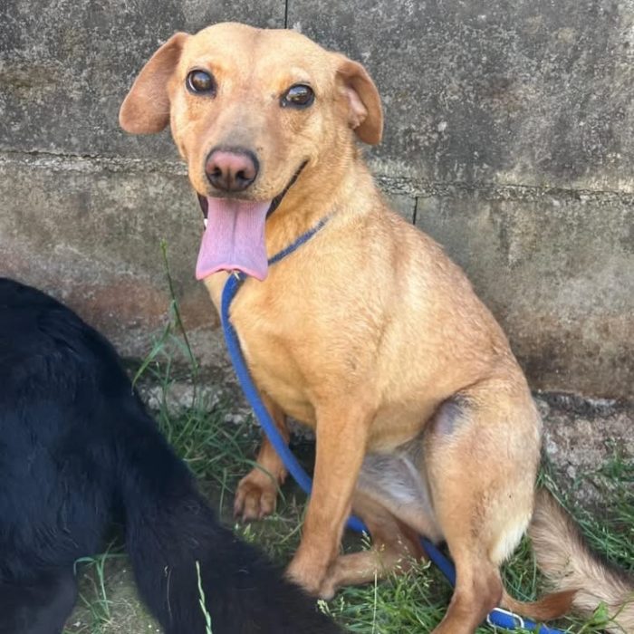 Piccola Milù
