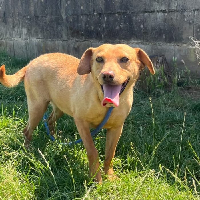 Piccola Milù