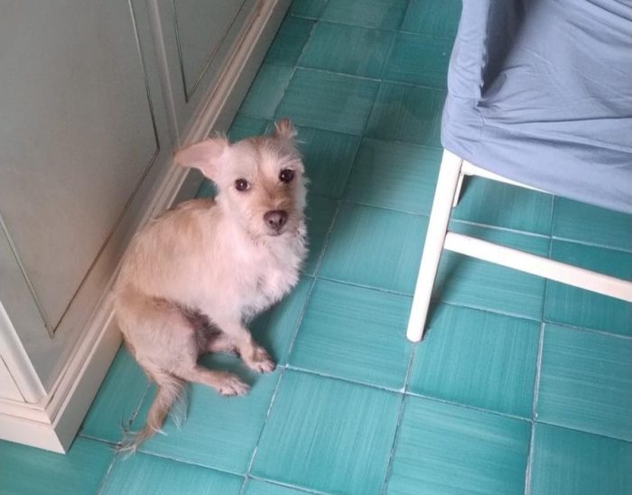 Coco: 6 kg, socievole con tutti