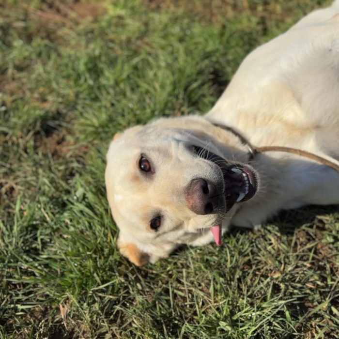 Ciro piccolo labrador