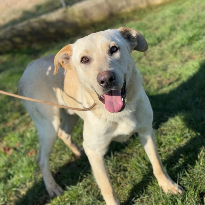 Ciro piccolo labrador