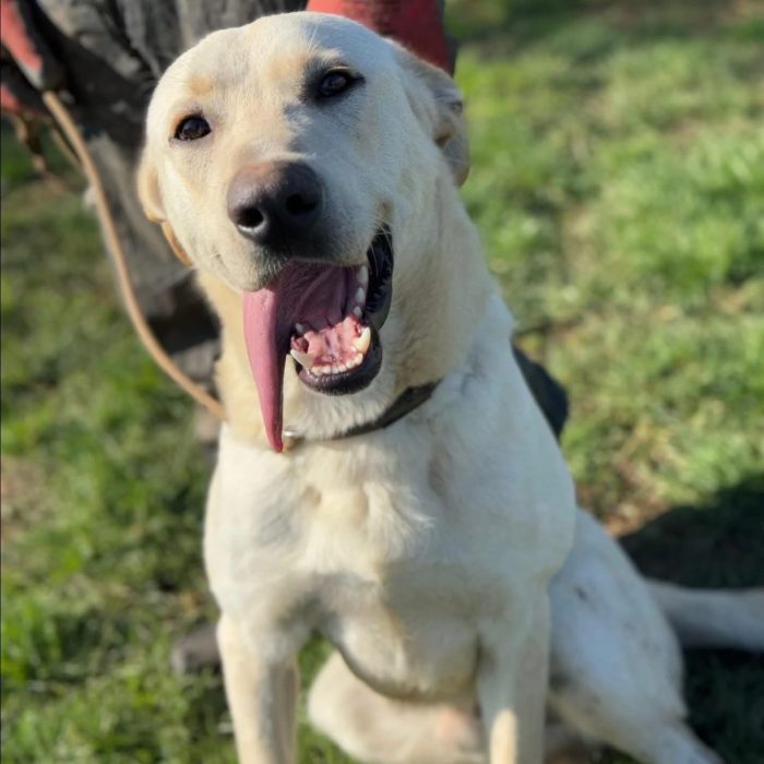 Ciro piccolo labrador