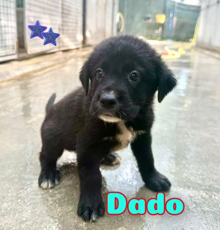 Dado cucciolo dolcissimo