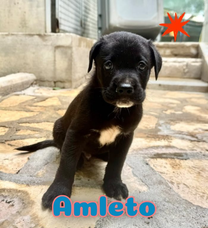 Amleto cucciolo mix cane corso