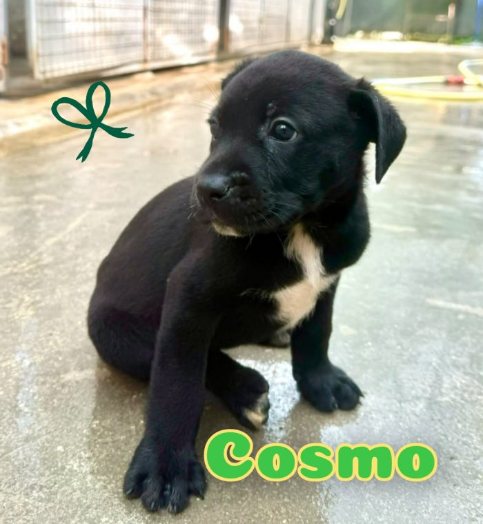 Cosmo tenero cucciolo