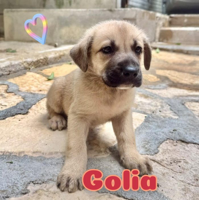Golia cucciolo dolcissimo