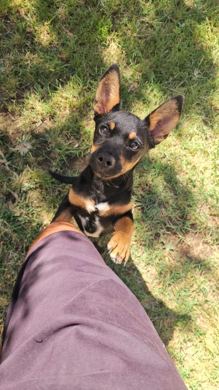 Birillo splendido cucciolo simil bassotto/pinscher cerca casa