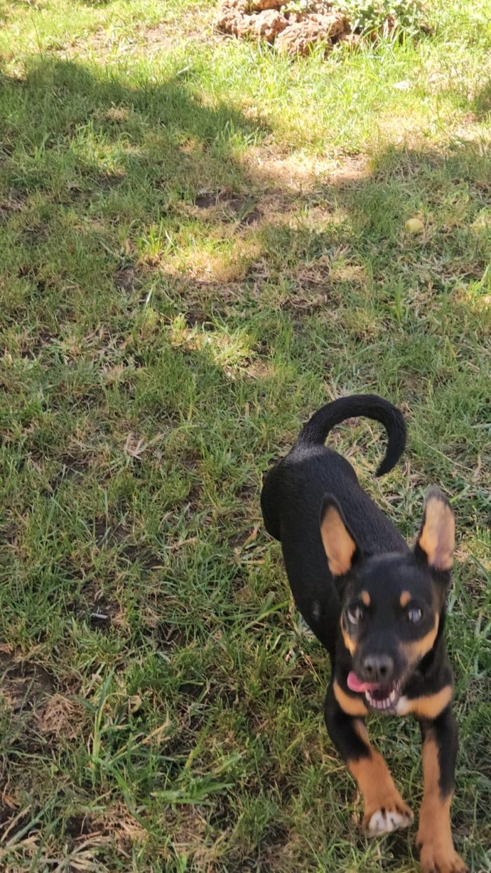 Birillo splendido cucciolo simil bassotto/pinscher cerca casa - media 5