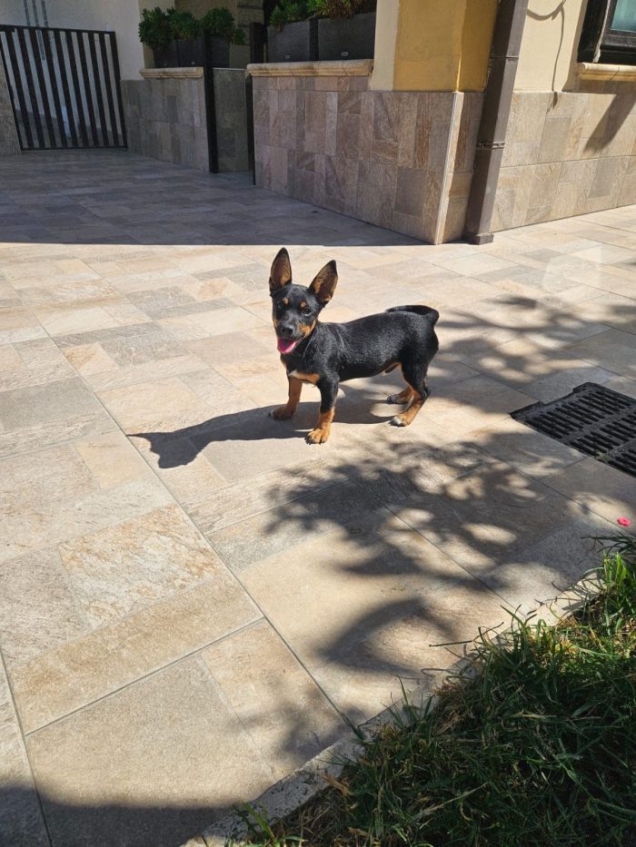 Birillo splendido cucciolo simil bassotto/pinscher cerca casa