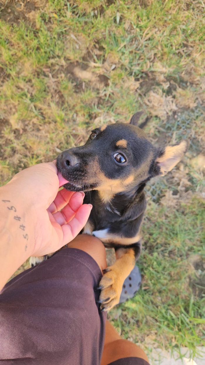Birillo splendido cucciolo simil bassotto/pinscher cerca casa