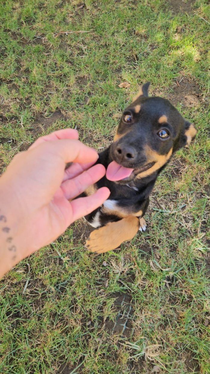 Birillo splendido cucciolo simil bassotto/pinscher cerca casa - media 7