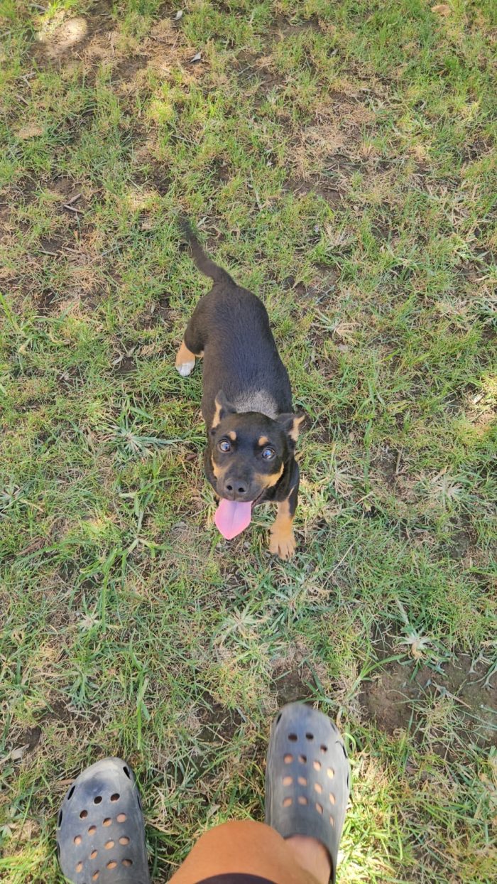 Birillo splendido cucciolo simil bassotto/pinscher cerca casa - media 8