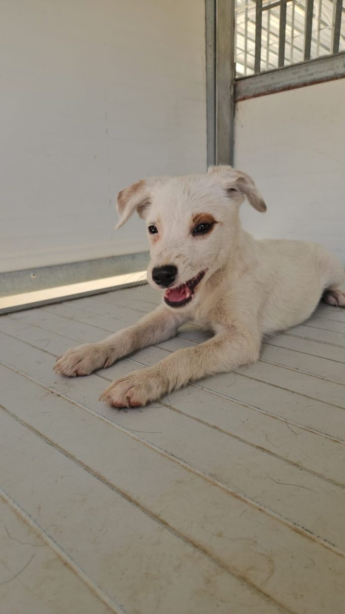 Bignè meraviglioso dolce cucciolo cerca casa