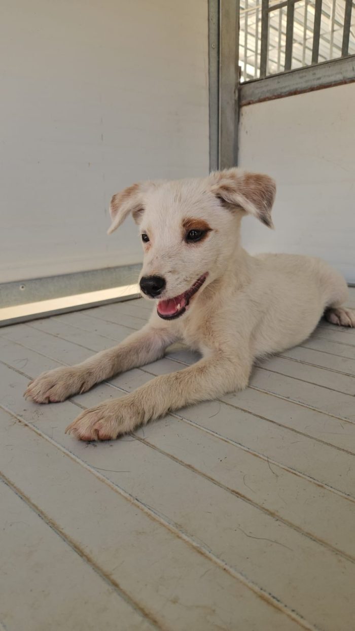 Bignè meraviglioso dolce cucciolo cerca casa - media 5