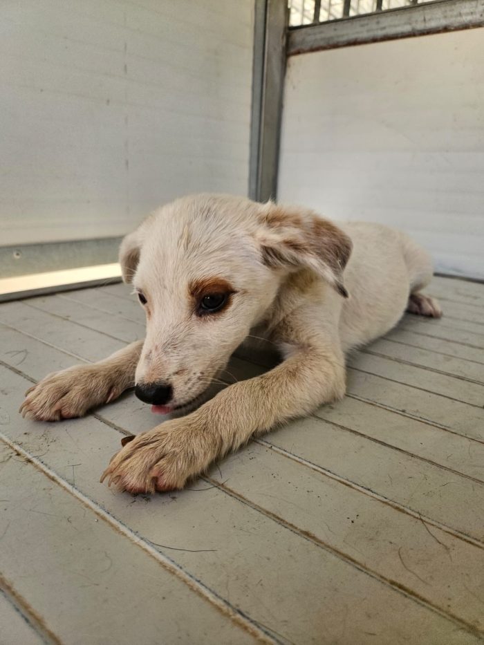 Bignè meraviglioso dolce cucciolo cerca casa - media 7