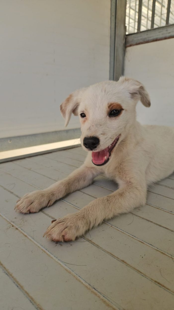 Bignè meraviglioso dolce cucciolo cerca casa - media 6