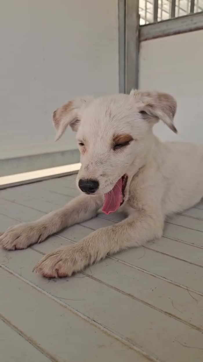 Bignè meraviglioso dolce cucciolo cerca casa - media 9