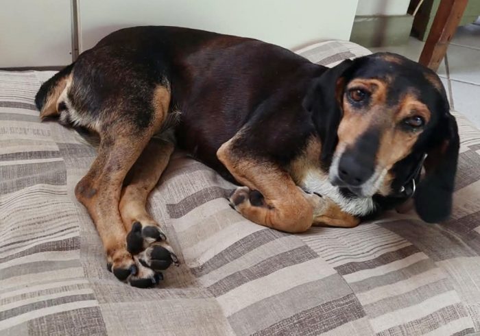 CHICCA, DOLCE SEGUGIA CERCA CASA