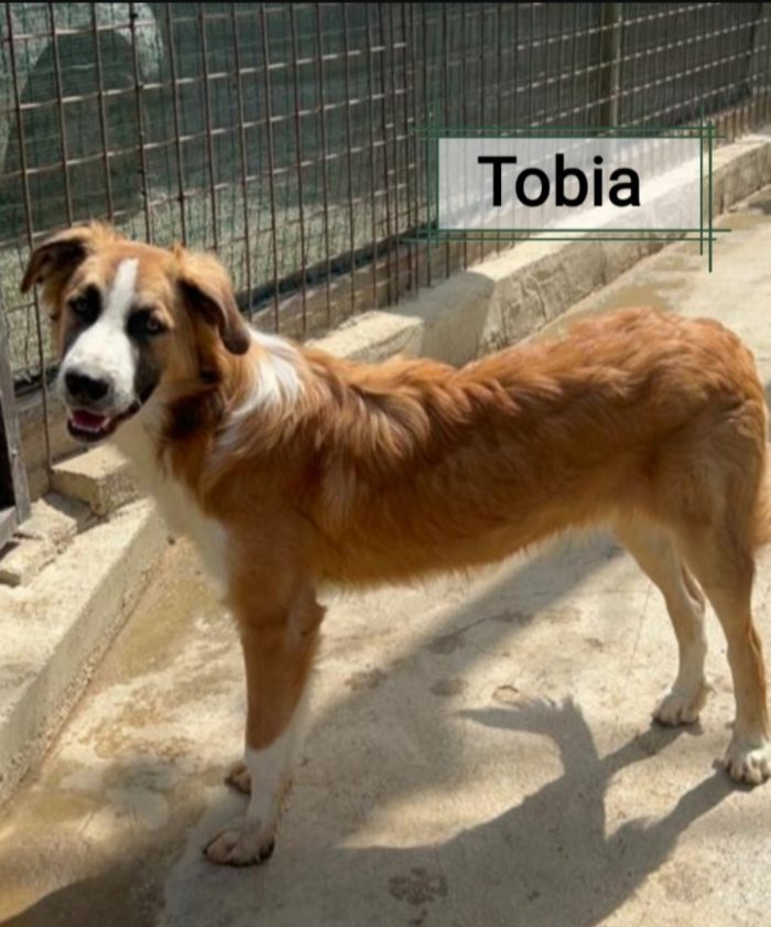 Tobia 3anni bello e buono tg media in rifugio da cucciolo SOS CALTANISSETTA - media 6