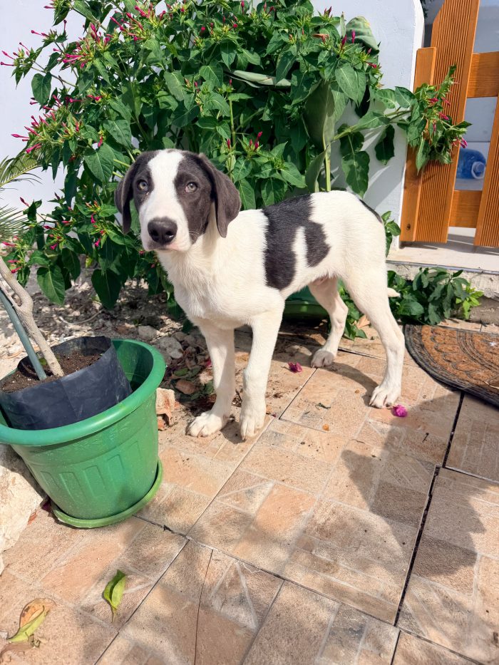 Milo dolcissimo cucciolo simil segugio