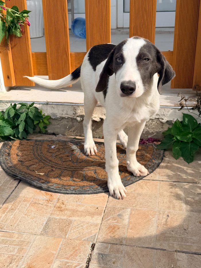 Milo dolcissimo cucciolo simil segugio