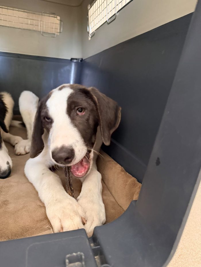 Milo dolcissimo cucciolo simil segugio
