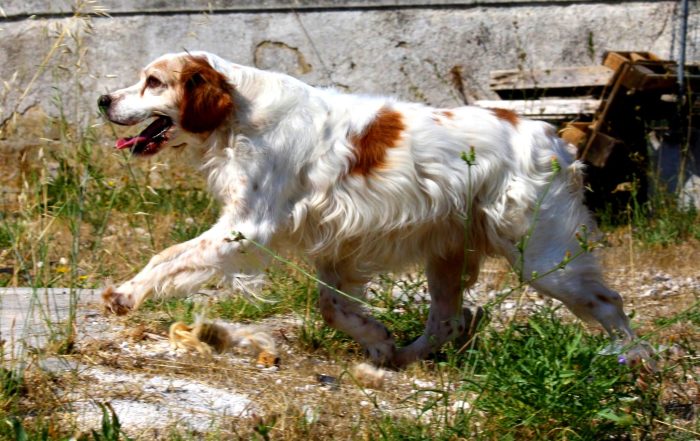 Bret in adozione