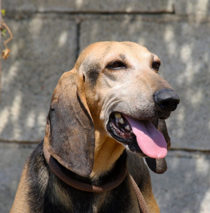 Pippo in adozione
