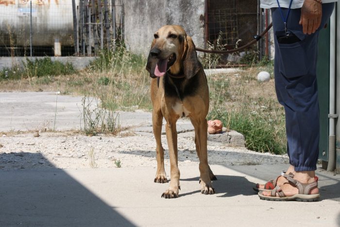 Pippo in adozione
