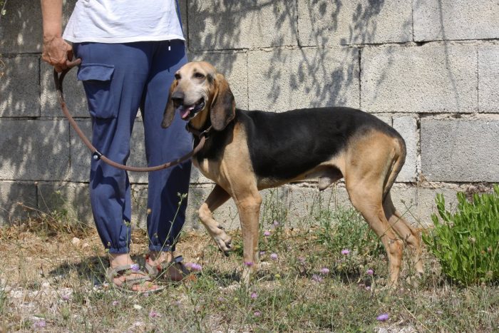 Pippo in adozione