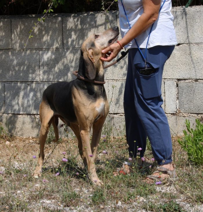 Pippo in adozione - media 4