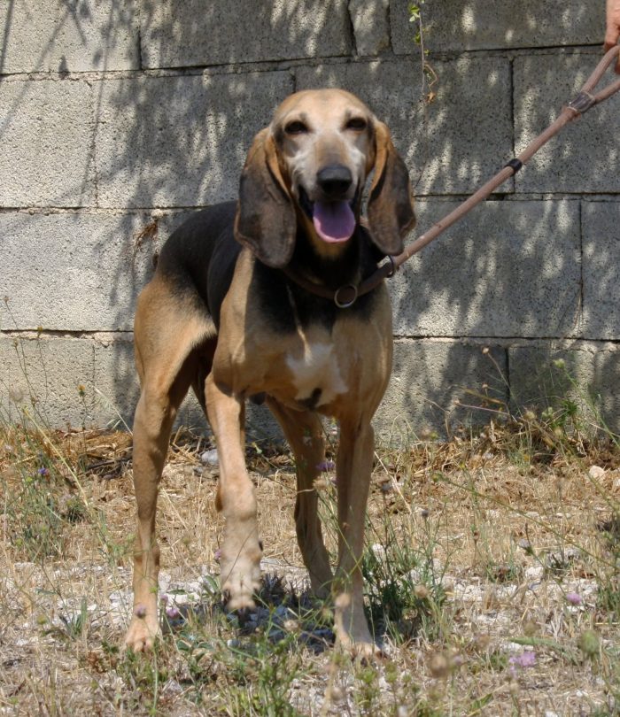Pippo in adozione - media 5