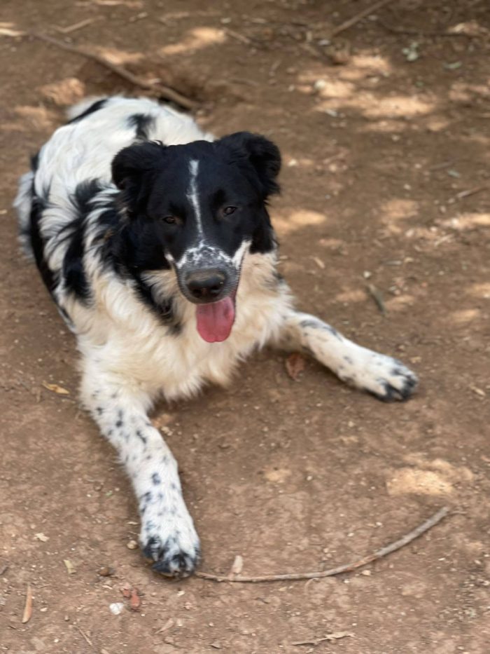 Zorro cucciolo