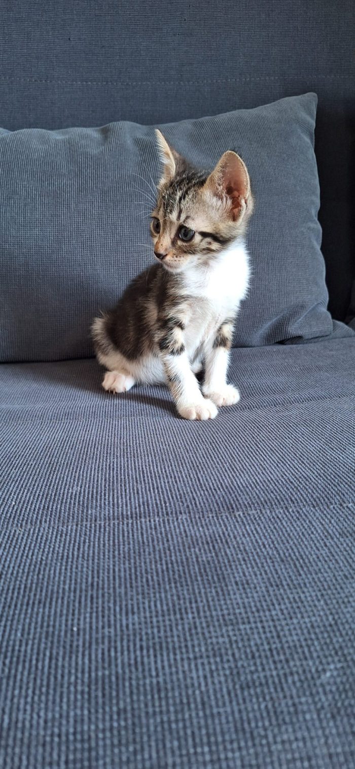 Koda minuscolo micino cerca casa