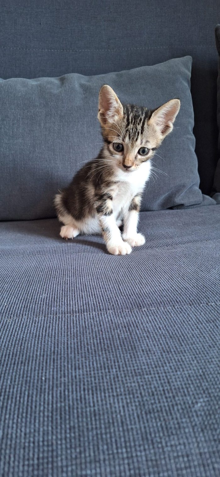 Koda minuscolo micino cerca casa