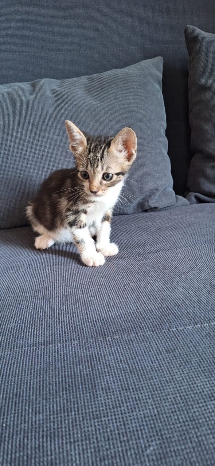 Koda minuscolo micino cerca casa