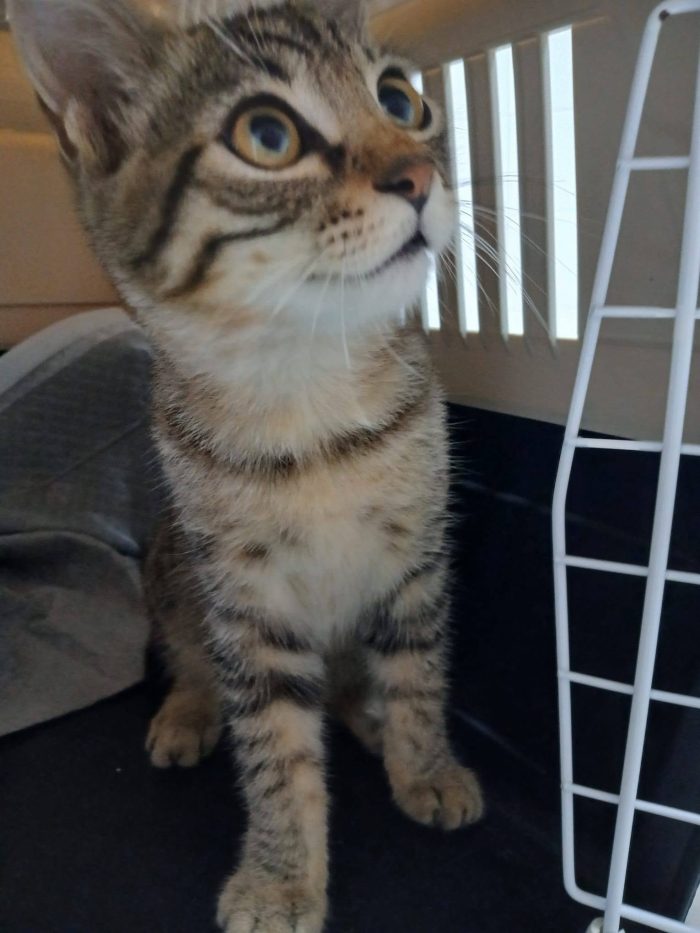 Tao gattino