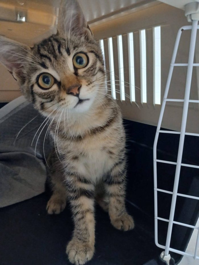 Tao gattino