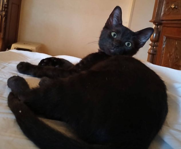 Pepe gattino