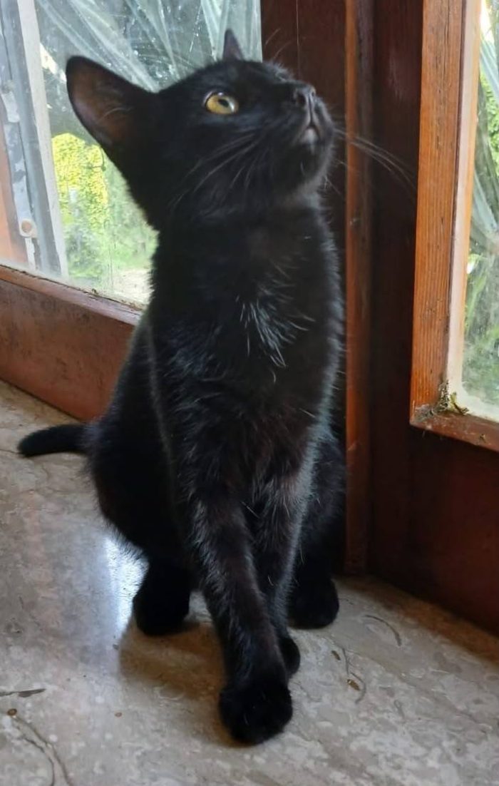 Puma gattino