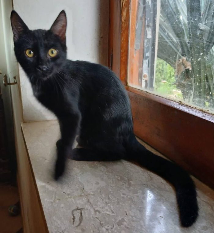 Puma gattino